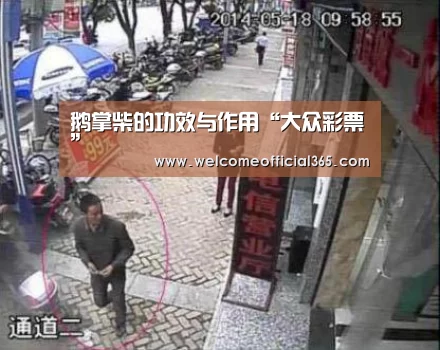 鹅掌柴的功效与作用“大众彩票”(图1) 体育彩票