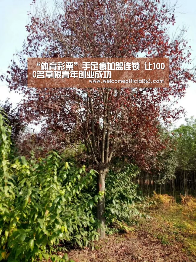 彩票平台