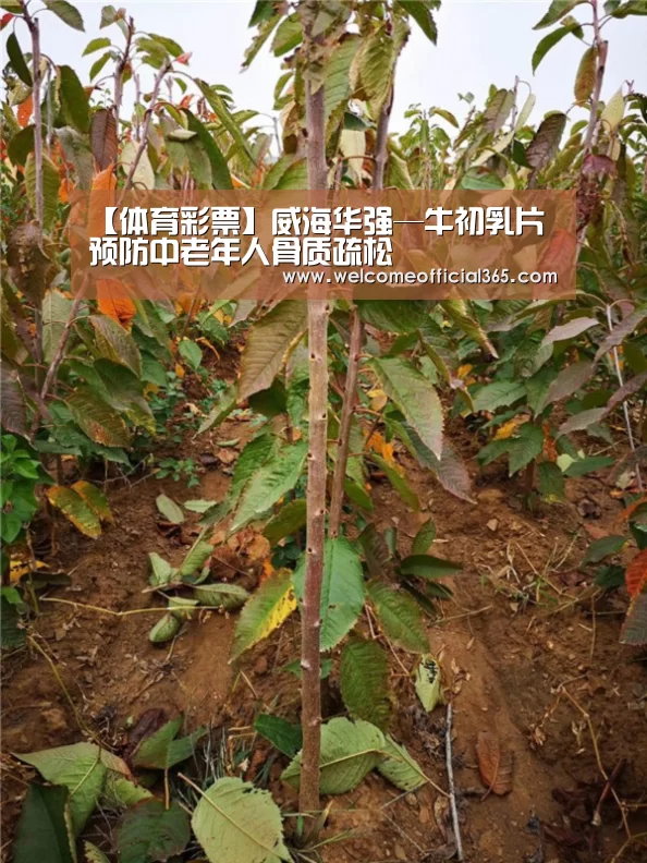 【体育彩票】威海华强—牛初乳片 预防中老年人骨质疏松(图2) 体育彩票